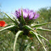 Herb Seeds - Milk Thistle - Organic - Caribbean garden seed