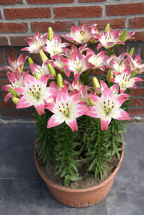 Lily Bulbs -Asiatic - Levi Pink - Caribbean garden seed
