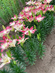 Lily Bulbs -Asiatic - Levi Pink - Caribbean garden seed