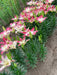 Lily Bulbs -Asiatic - Levi Pink - Caribbean garden seed