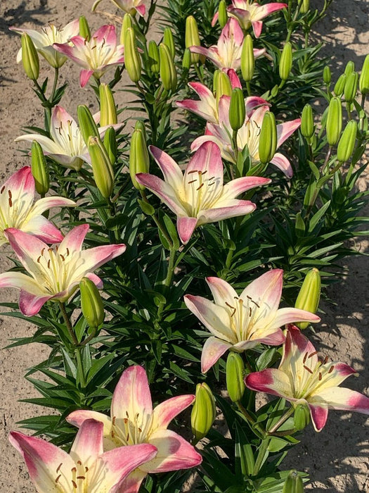 Lily Bulbs -Asiatic - Levi Pink - Caribbean garden seed