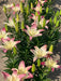 Lily Bulbs -Asiatic - Levi Pink - Caribbean garden seed