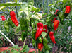 Pepper Seeds - Aji Limo Rojo , Mild - Caribbean garden seed