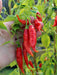 Pepper Seeds - Aji Limo Rojo , Mild - Caribbean garden seed