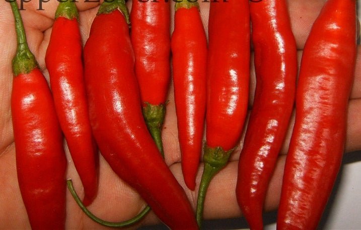 Pepper Seeds - Aji Limo Rojo , Mild - Caribbean garden seed