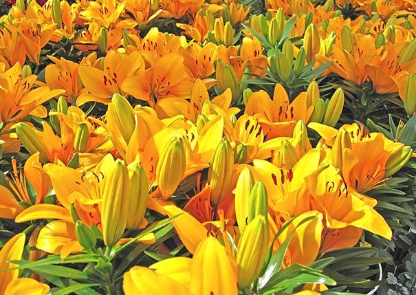 Lily Bulbs -Asiatic -Nove Cento - Caribbean garden seed