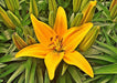 Lily Bulbs -Asiatic -Nove Cento - Caribbean garden seed