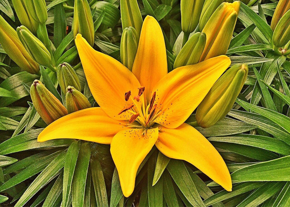 Lily Bulbs -Asiatic -Nove Cento - Caribbean garden seed