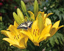 Lily Bulbs -Asiatic -Nove Cento - Caribbean garden seed