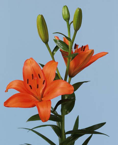 Lily Bulbs -Asiatic -Bariton - Caribbean garden seed