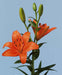 Lily Bulbs -Asiatic -Bariton - Caribbean garden seed