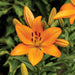 Lily Bulbs -Asiatic -Bariton - Caribbean garden seed