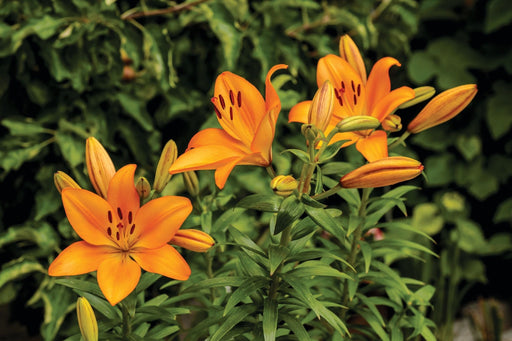 Lily Bulbs -Asiatic -Bariton - Caribbean garden seed