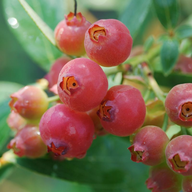 Blueberry - Pink Lemonade -1 YR #1 - Caribbean garden seed