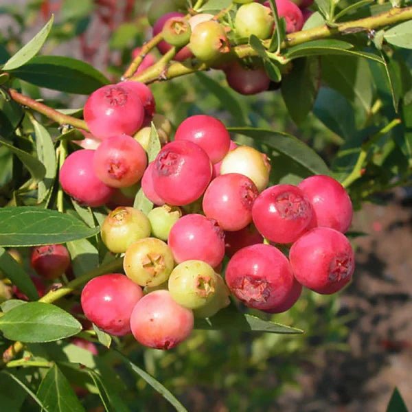 Blueberry - Pink Lemonade -1 YR #1 - Caribbean garden seed