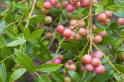 Blueberry - Pink Lemonade -1 YR #1 - Caribbean garden seed