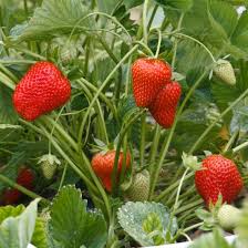 Strawberry Plants - Eversweet, Everbearing - Caribbean garden seed