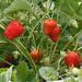 Strawberry Plants - Eversweet, Everbearing - Caribbean garden seed