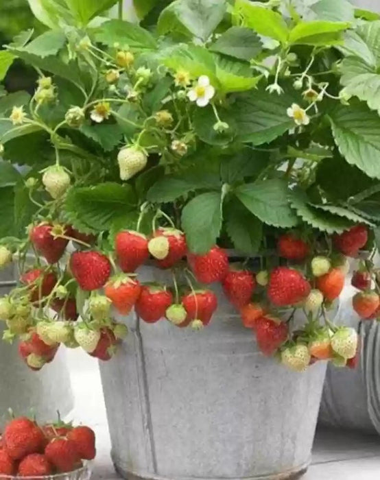 Strawberry Plants - Eversweet, Everbearing - Caribbean garden seed