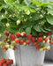 Strawberry Plants - Eversweet, Everbearing - Caribbean garden seed