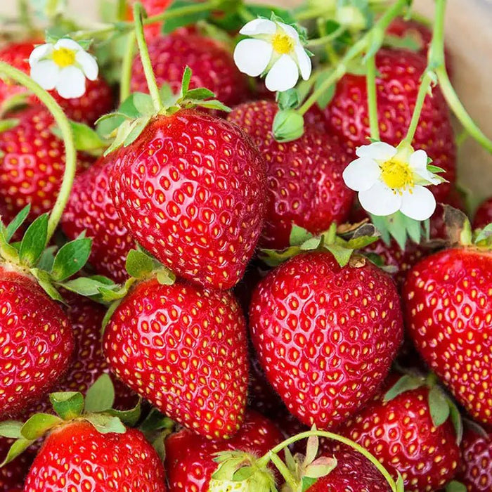 Strawberry Plants - Ozark Beauty - Caribbean garden seed