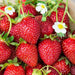 Strawberry Plants - Ozark Beauty - Caribbean garden seed