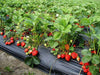Strawberry Plants - Eversweet, Everbearing - Caribbean garden seed