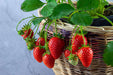 Strawberry Plants - Ozark Beauty - Caribbean garden seed