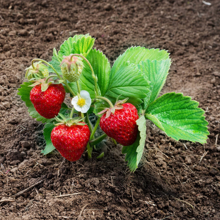 Strawberry Plants - Ozark Beauty - Caribbean garden seed