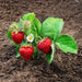 Strawberry Plants - Ozark Beauty - Caribbean garden seed