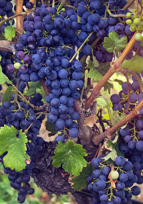 Grape Vine - Marechal Foch , Blue, Black - Caribbean garden seed