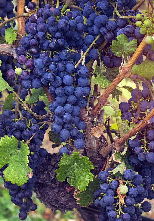 Grape Vine - Marechal Foch , Blue, Black - Caribbean garden seed