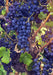 Grape Vine - Marechal Foch , Blue, Black - Caribbean garden seed