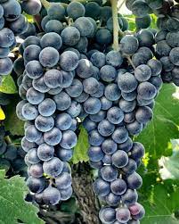 Grape Vine - Marechal Foch , Blue, Black - Caribbean garden seed