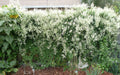 Silver Lace Vine - Polygonum aubertii - Caribbean garden seed