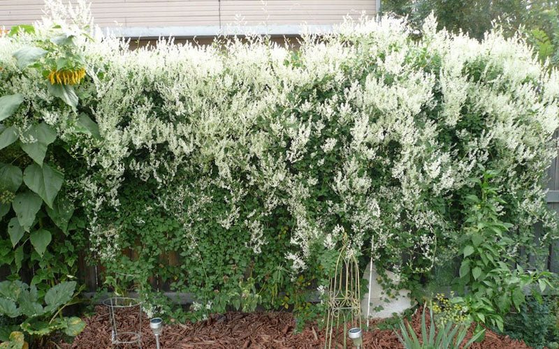 Silver Lace Vine - Polygonum aubertii - Caribbean garden seed