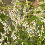Silver Lace Vine - Polygonum aubertii - Caribbean garden seed