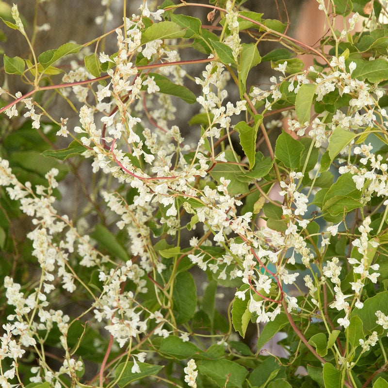 Silver Lace Vine - Polygonum aubertii - Caribbean garden seed