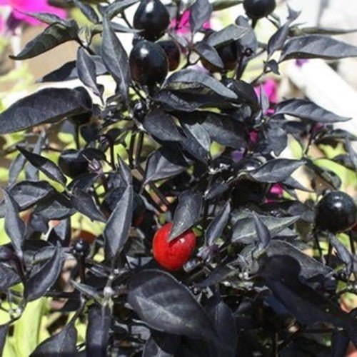 Pepper Seeds - Black Cuban, Eidle Ornamental - Caribbean garden seed