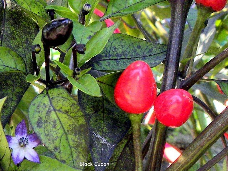 Pepper Seeds - Black Cuban, Eidle Ornamental - Caribbean garden seed