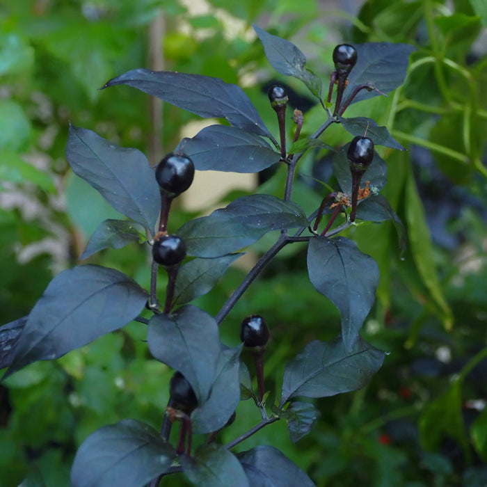 Pepper Seeds - Black Cuban, Eidle Ornamental - Caribbean garden seed