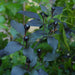 Pepper Seeds - Black Cuban, Eidle Ornamental - Caribbean garden seed