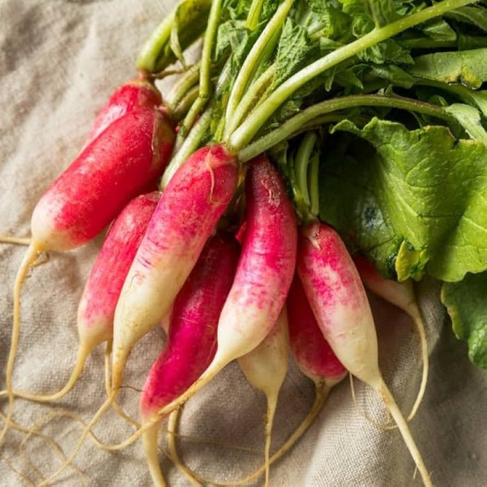 Radish Seeds - Hong Vit - Caribbean garden seed