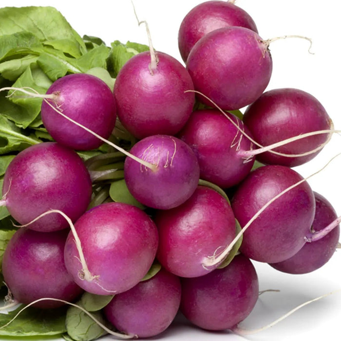 Radish Seeds - Purple Plum - Caribbean garden seed