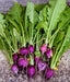 Radish Seeds - Purple Plum - Caribbean garden seed