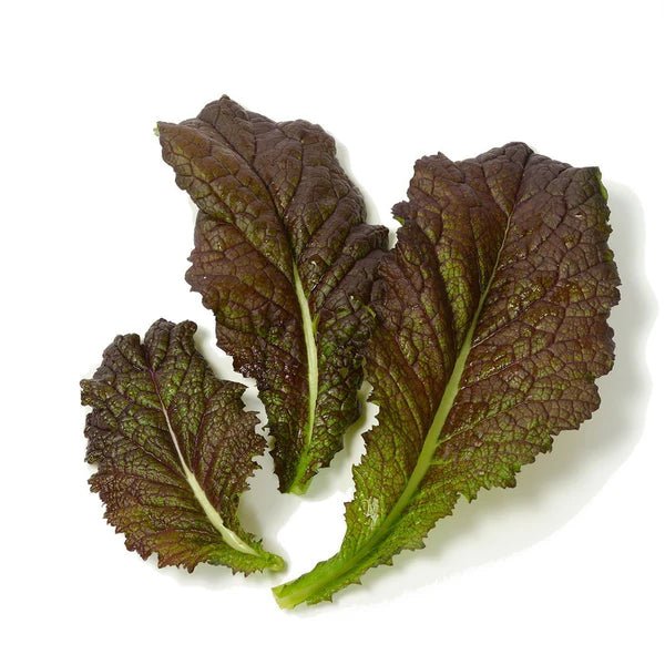 Mustard Seeds - Japanese Red Giant - Caribbean garden seed