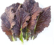 Mustard Seeds - Japanese Red Giant - Caribbean garden seed