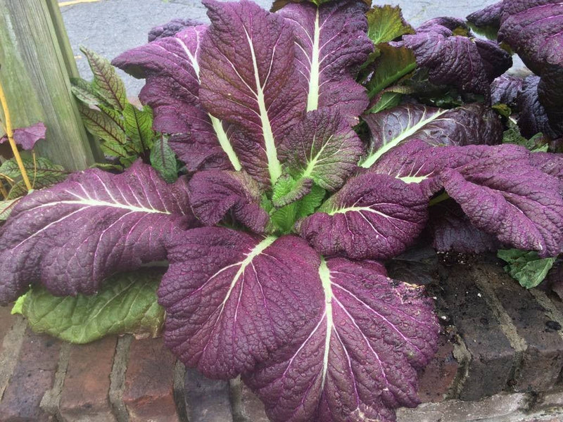 Mustard Seeds - Japanese Red Giant - Caribbean garden seed