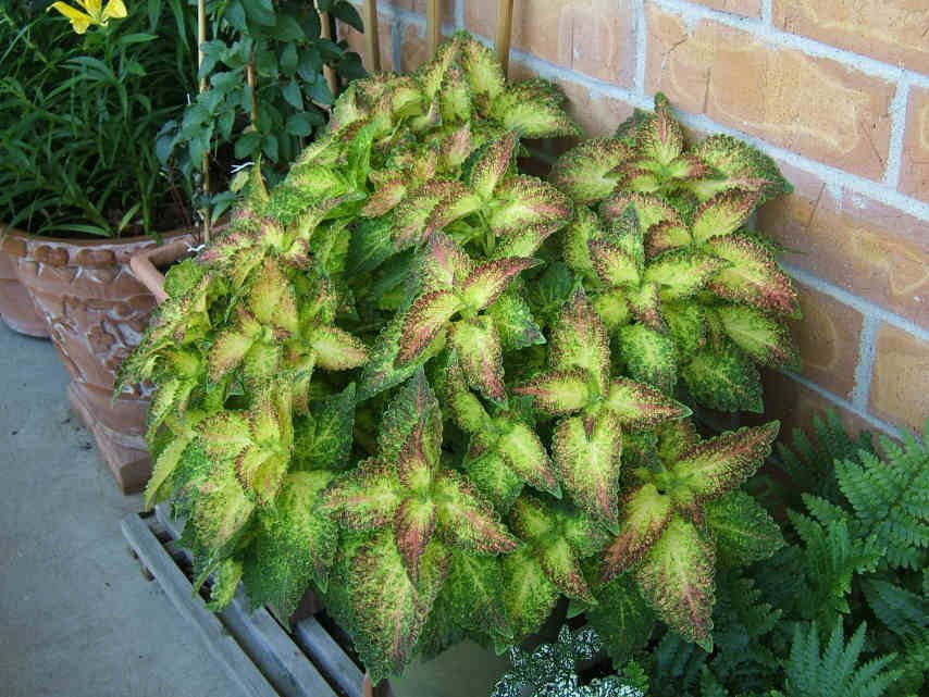 Coleus Glennis - Live Plants - Caribbean garden seed