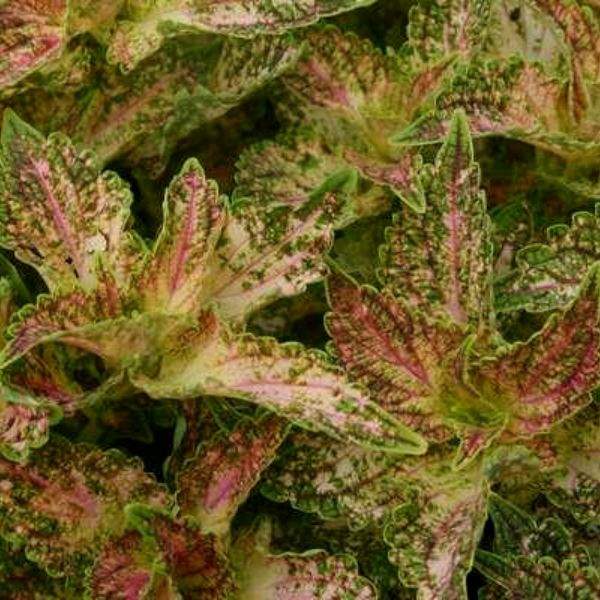 Coleus Glennis - Live Plants - Caribbean garden seed